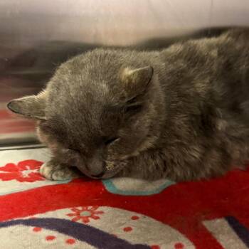 Domestic Short Hair Cats Available for Adoption in Bristol, Indiana - Tasha | PetCurious