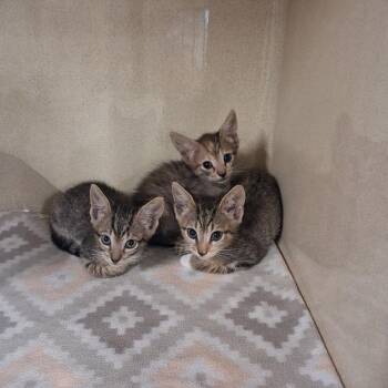 Kimchi -  Domestic Short Hair Cat for Adoption in Gautier, Mississippi - Kimchi | PetCurious