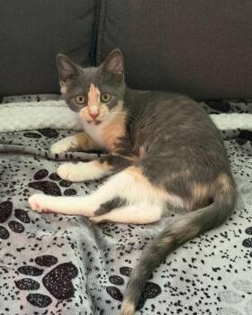 Peaches -  Domestic Short Hair Cat for Adoption in Clayton, New Jersey - Peaches | PetCurious