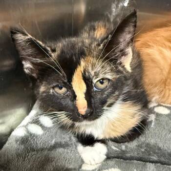 Domestic Short Hair Cats Available for Adoption - Hermione | PetCurious