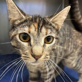 Domestic Medium Hair Cats Available for Adoption in Lakeland, Florida - Stacy | PetCurious