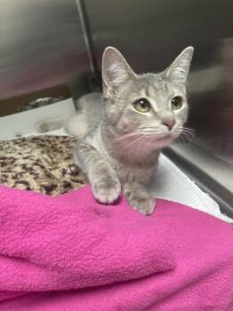 Domestic Short Hair Cats Available for Adoption - Meowzul | PetCurious