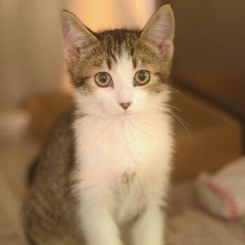 Toast -  Domestic Short Hair Cat for Adoption in Belleville, Illinois - Toast | PetCurious