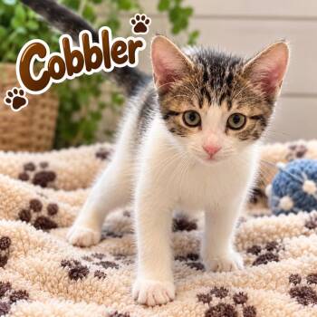 Cobbler -  Domestic Short Hair Cat for Adoption in Dalton, Georgia - Cobbler | PetCurious