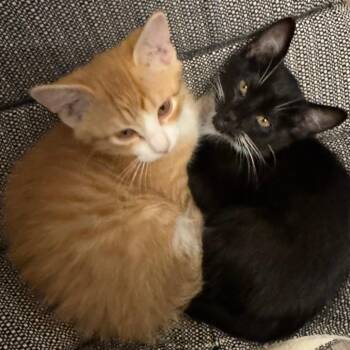 Gouda C12127 -  American Shorthair Cat for Adoption - Gouda C12127 | PetCurious