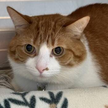 Tails -  Domestic Short Hair Cat for Adoption in Lansing, Michigan - Tails | PetCurious