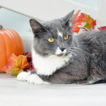 Cheese -  Domestic Medium Hair Cat for Adoption in Sanford, Florida - Cheese | PetCurious