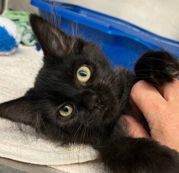 Jumble -  Domestic Long Hair Cat for Adoption - Jumble | PetCurious