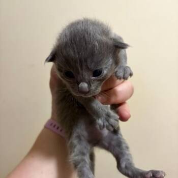 Bubba Gump C11491 -  Domestic Medium Hair Cat for Adoption - Bubba Gump C11491 | PetCurious