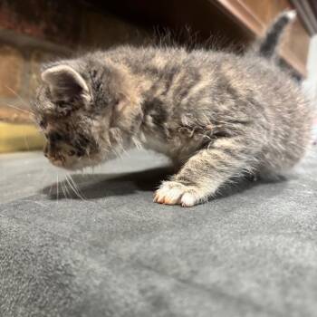 Domestic Long Hair Cats Available for Adoption in Park Row, Texas - Link | PetCurious