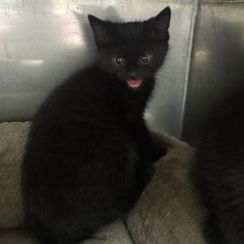 Kitten 2 -  Domestic Short Hair Cat for Adoption in Blue Ridge, Georgia - Kitten 2 | PetCurious