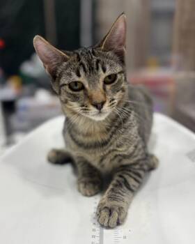 Jacks -  Domestic Short Hair Cat for Adoption in Corpus Christi, Texas - Jacks | PetCurious