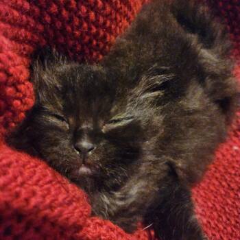 Domestic Medium Hair Cats Available for Adoption in Springfield, Illinois - Woollyworm | PetCurious