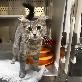Pashmina -  Domestic Short Hair Cat for Adoption in Dearborn, Michigan - Pashmina | PetCurious
