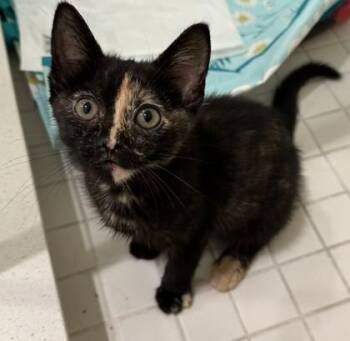 Mabel Tanaka -  Domestic Short Hair Cat for Adoption in Pleasanton, California - Mabel Tanaka | PetCurious