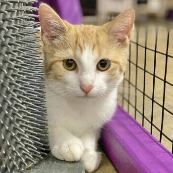 Rescue Domestic Short Hair Cats for Adoption in Collierville, Tennessee - Jiffy | PetCurious