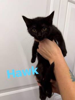 Hawk -  Domestic Short Hair Cat for Adoption in Cowlesville, New York - Hawk | PetCurious