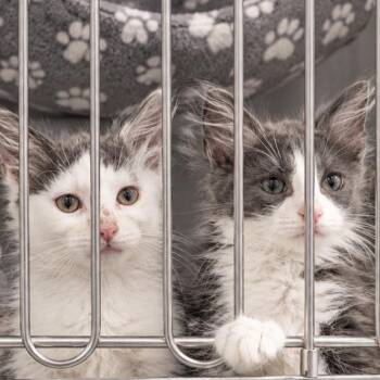 Flint Lockwood (bobtail) -  Domestic Long Hair and American Bobtail Cat for Adoption in Quincy, Ohio - Flint Lockwood (bobtail) | PetCurious