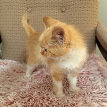 Domestic Short Hair Cats Available for Adoption - Ice Spirit | PetCurious