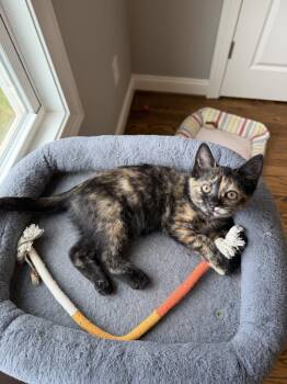 Caroline -  Domestic Short Hair Cat Available for Adoption in Greensboro, North Carolina - Caroline | PetCurious