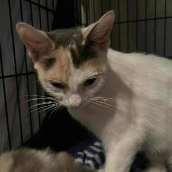 Rescue Domestic Short Hair Cats for Adoption in Huntington, West Virginia - Liza | PetCurious