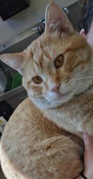 Simba -  Domestic Short Hair Cat for Adoption in Grand Forks, North Dakota - Simba | PetCurious