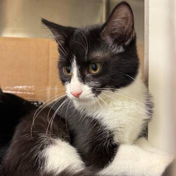 Rescue Domestic Short Hair Cats for Adoption in Fenton, Michigan - Coraline | PetCurious