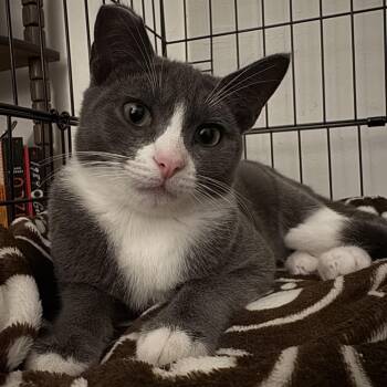 Rescue Domestic Short Hair Cats for Adoption in Los Angeles, California - Kylie | PetCurious