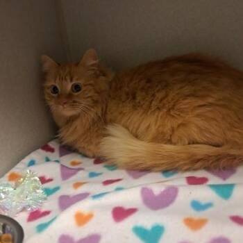 Domestic Long Hair and Domestic Short Hair Cats Available for Adoption - Parisa | PetCurious