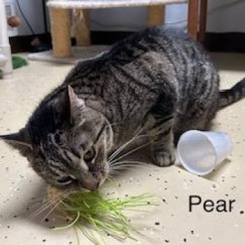 Pear--In Foster -  Domestic Short Hair Cat for Adoption in Fargo, North Dakota - Pear--In Foster | PetCurious