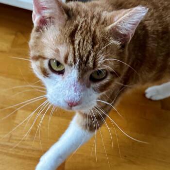 Buford -  Domestic Short Hair Cat for Adoption in Skokie, Illinois - Buford | PetCurious
