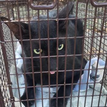 KYLO -  Domestic Short Hair Cat for Adoption in San Antonio, Texas - KYLO | PetCurious