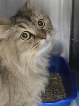 Cooper -  Domestic Long Hair and Domestic Short Hair Cat for Adoption in Montreal, Quebec - Cooper | PetCurious