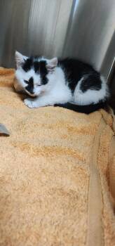 Amos Mobley -  Domestic Short Hair Cat for Adoption in Somerset, Kentucky - Amos Mobley | PetCurious
