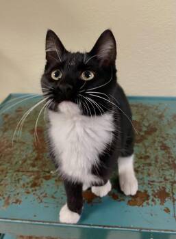 Dorian -  Domestic Short Hair and Tuxedo Cat for Adoption in Fargo, North Dakota - Dorian | PetCurious