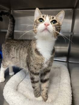 Rescue Domestic Short Hair Cats for Adoption in Oakdale, California - Adalind | PetCurious