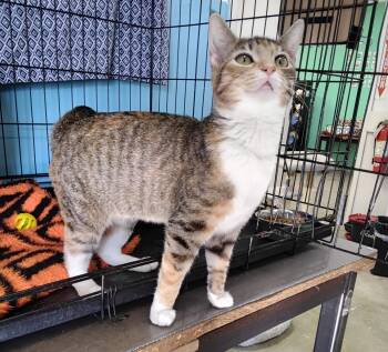 Torbie Cats Available for Adoption - Booger | PetCurious