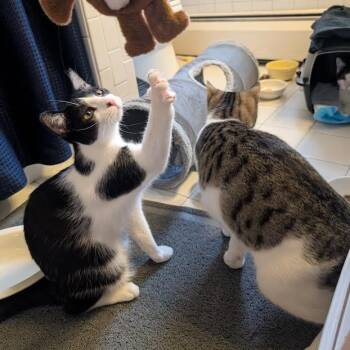 Rescue Domestic Short Hair Cats for Adoption in Buffalo, New York - Sunnie, Trixie, Hootie, And Squirt | PetCurious