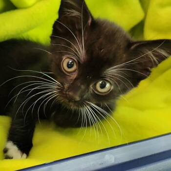 TOBIAS TOBY TOE -  Domestic Short Hair Cat for Adoption in Sandy Springs, Georgia - TOBIAS TOBY TOE | PetCurious