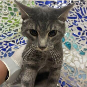 Domestic Short Hair Cats Available for Adoption in Pensacola, Florida - ADELAIDE | PetCurious