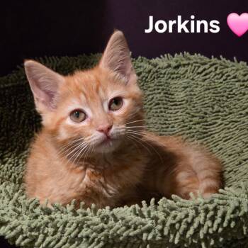 Jorkins -  Domestic Short Hair Cat for Adoption in Fredericksburg, Virginia - Jorkins | PetCurious