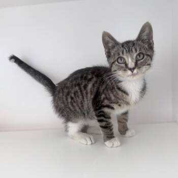 Domestic Short Hair Cats Available for Adoption - Orleans | PetCurious