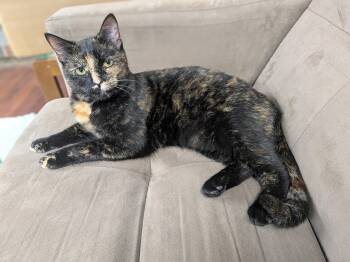 Tortellini -  Domestic Short Hair Cat for Adoption in Plain City, Ohio - Tortellini | PetCurious