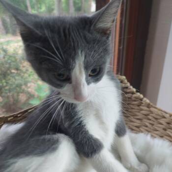 Dewey -  Domestic Short Hair Cat for Adoption in Menasha, Wisconsin - Dewey | PetCurious