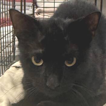 107432 -  Domestic Short Hair Cat for Adoption in Las Cruces, New Mexico - 107432 | PetCurious