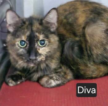 Diva -  Domestic Short Hair Cat for Adoption in Snow Hill, North Carolina - Diva | PetCurious