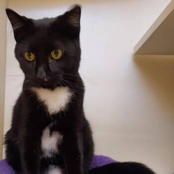 Biscuits -  Domestic Short Hair Cat for Adoption in Dayton, Ohio - Biscuits | PetCurious