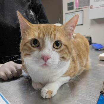 Mickey -  Domestic Short Hair Cat for Adoption in Cleveland, Mississippi - Mickey | PetCurious