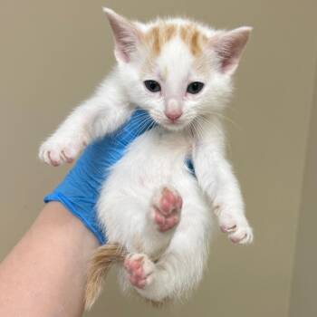 Cicada -  Domestic Short Hair Cat for Adoption in Birmingham, Alabama - Cicada | PetCurious