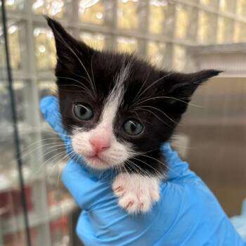 Domestic Short Hair Cats Available for Adoption in West Palm Beach, Florida - Kaitlyn | PetCurious